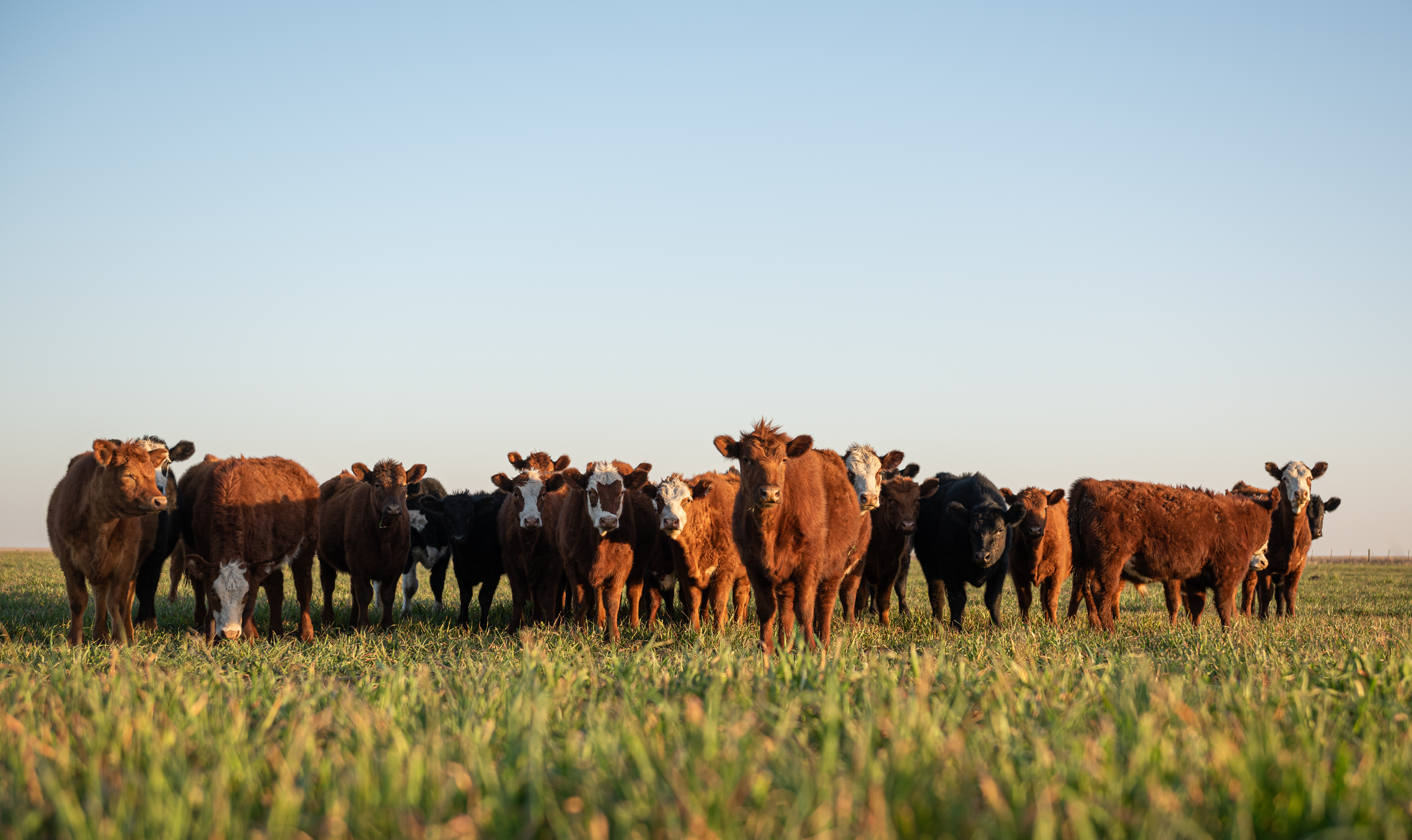 herd of cattle