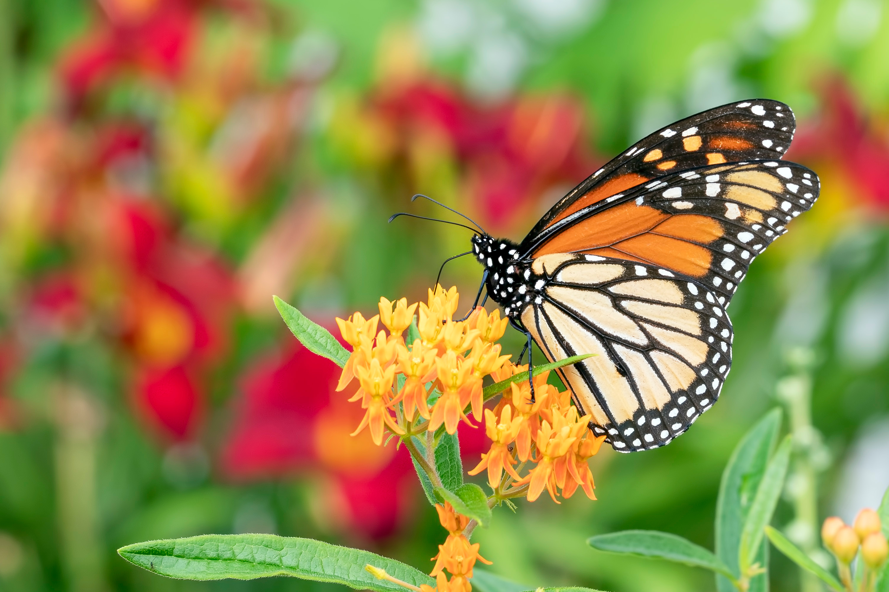monarch butterfly