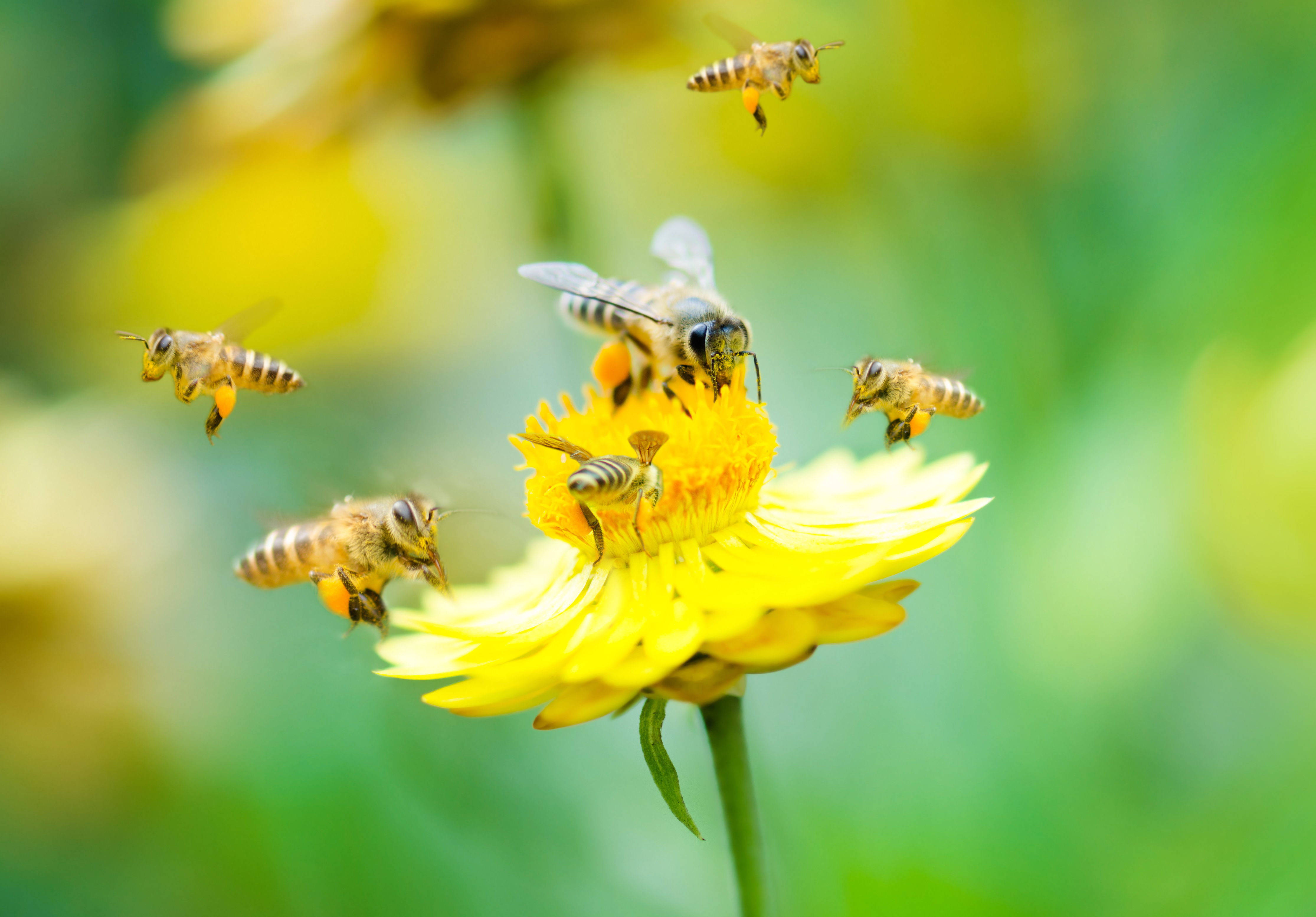 Bees