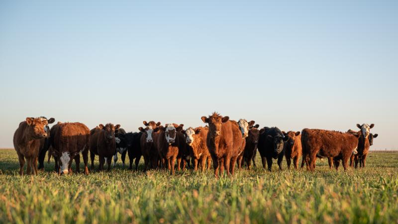 herd of cattle