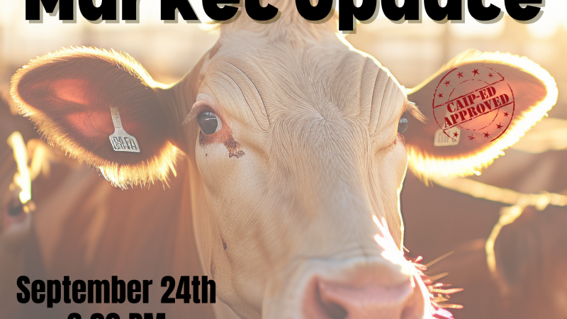 Cattle Market Update