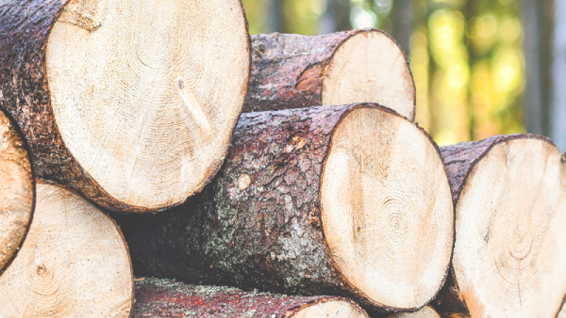 logging