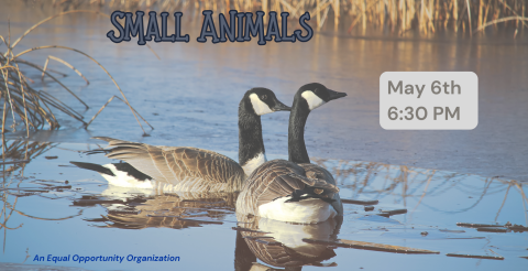 geese