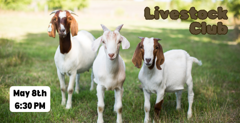 livestock